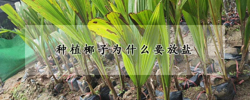 種植椰子為什麼要放鹽