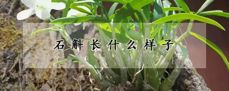 石斛長什麼樣子