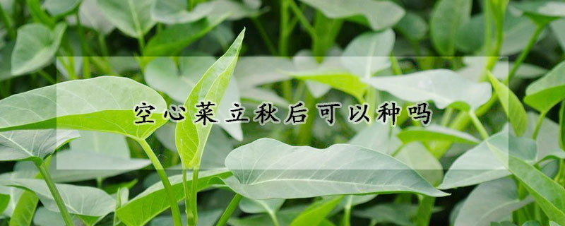 空心菜立秋後可以種嗎