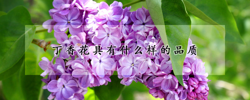 丁香花具有什麼樣的品質