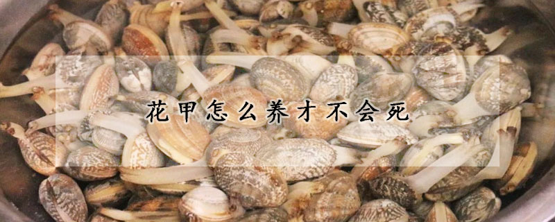 花甲怎麼養才不會死