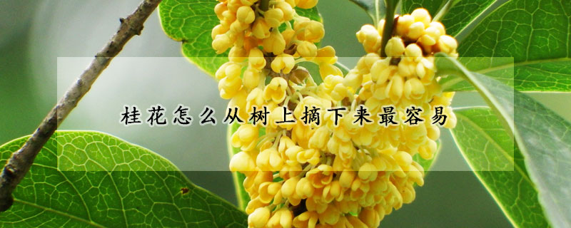 桂花怎麼從樹上摘下來最容易