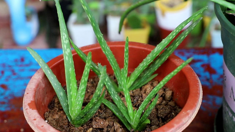 在教室適合養什麼小植物