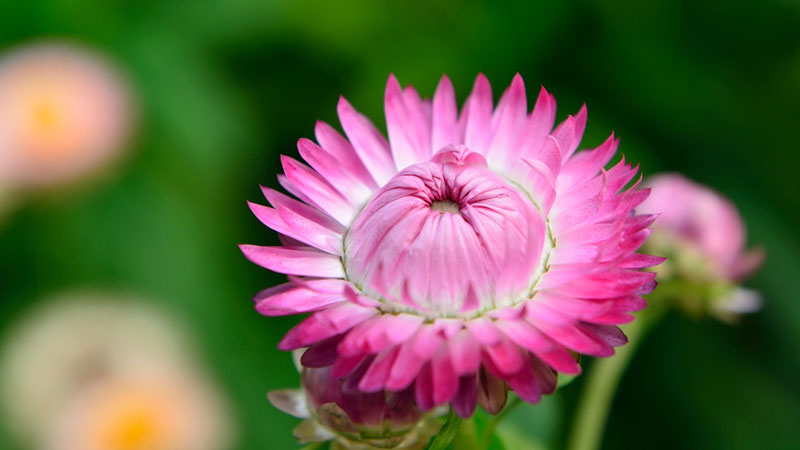 秋冬季節適合種什麼花草