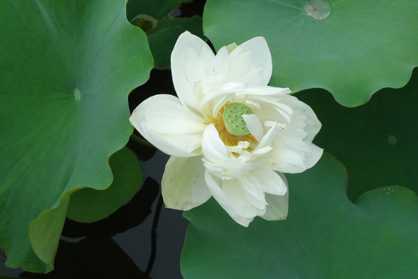 6月開什麼花