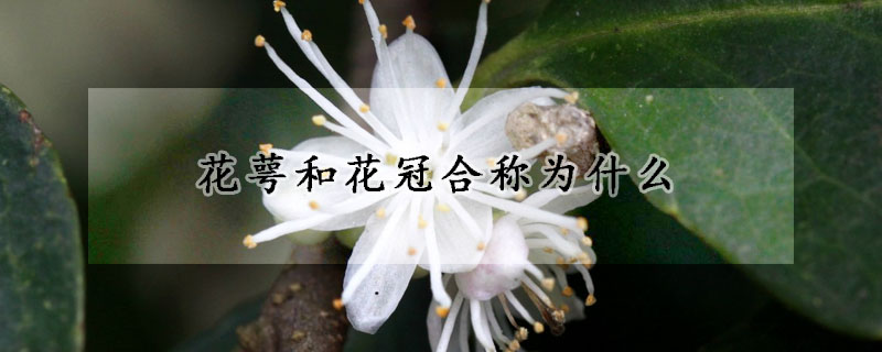 花萼和花冠合稱為什麼