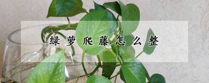 綠蘿爬藤怎麼整