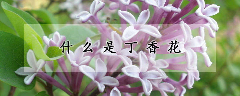 什麼是丁香花