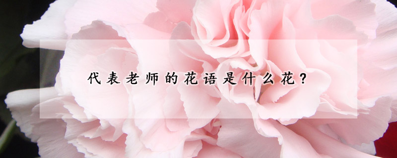 代表老師的花語是什麼花?