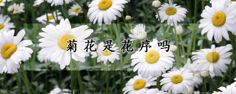 菊花是花序嗎