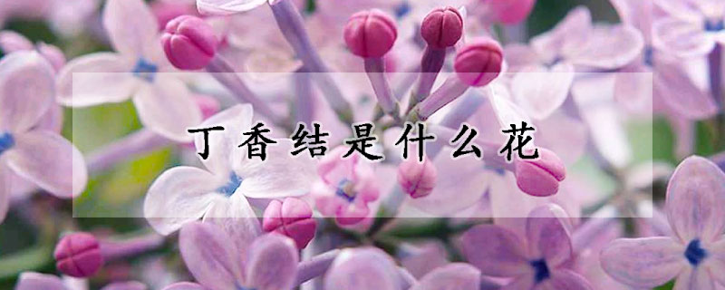 丁香結是什麼花