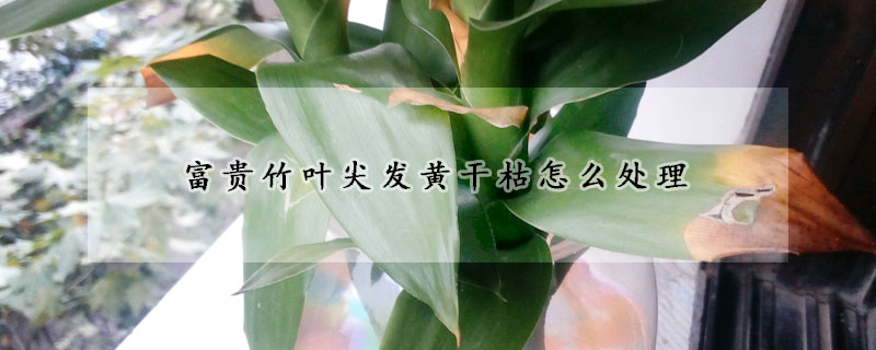 富貴竹葉尖發黃幹枯怎麼處理