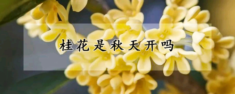 桂花是秋天開嗎