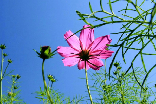 波斯菊的花語和寓意,象征了什麼