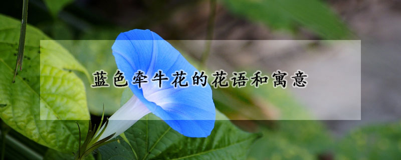 藍色牽牛花的花語和寓意