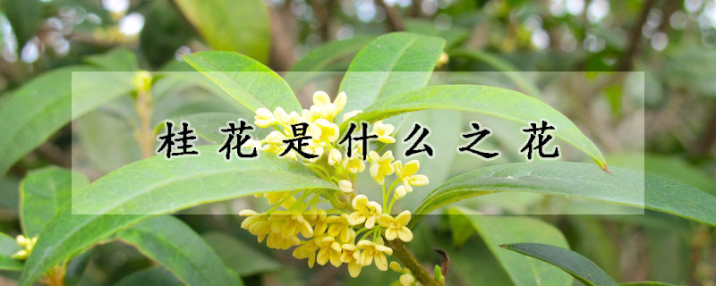 桂花是什麼之花