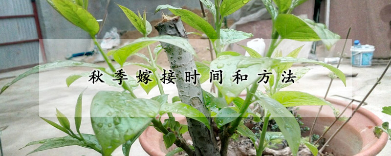 秋季嫁接時間和方法