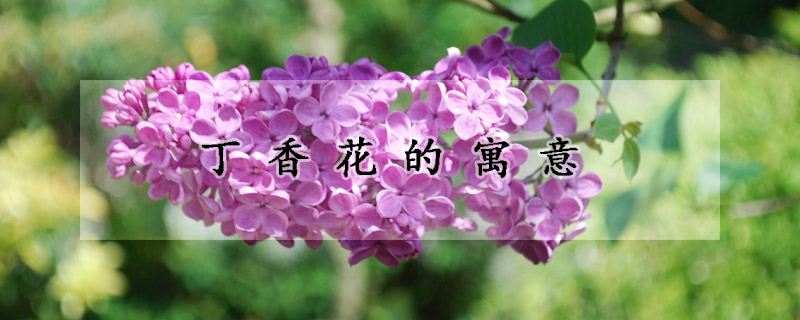 丁香花的寓意