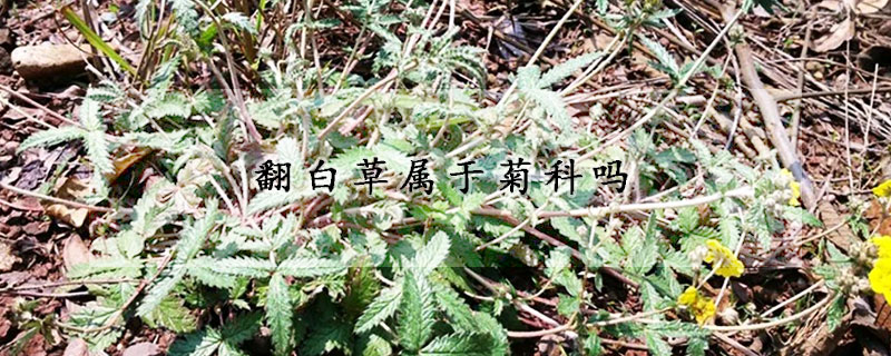 翻白草屬於菊科嗎