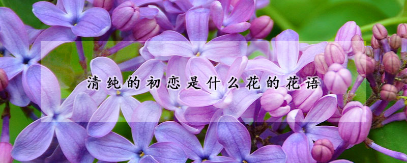 清純的初戀是什麼花的花語