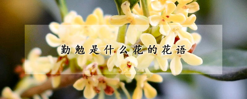 勤勉是什麼花的花語