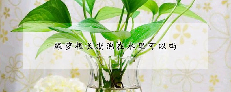 綠蘿根長期泡在水裏可以嗎