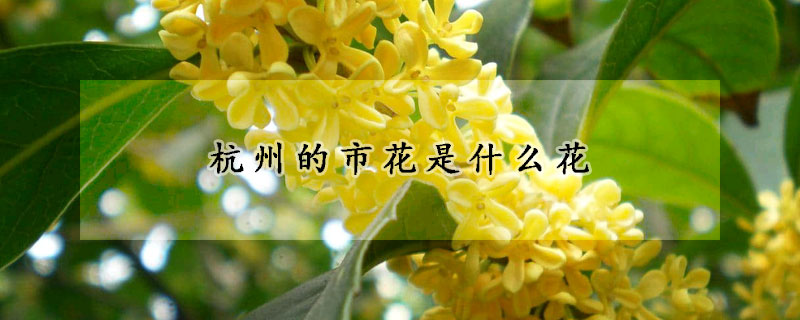 杭州的市花是什麼花