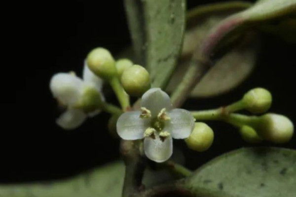 什麼植物可以驅除螞蟻