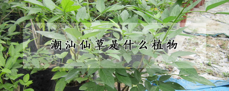 潮汕仙草是什麼植物