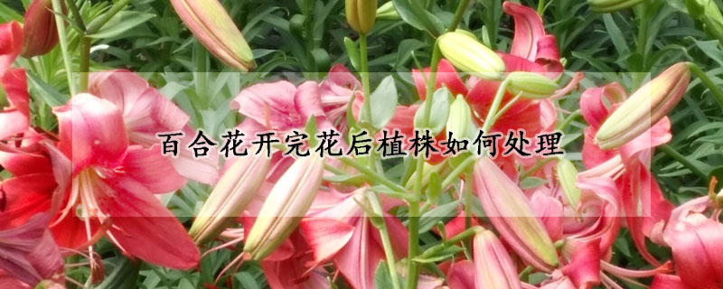 百合花開完花後植株如何處理