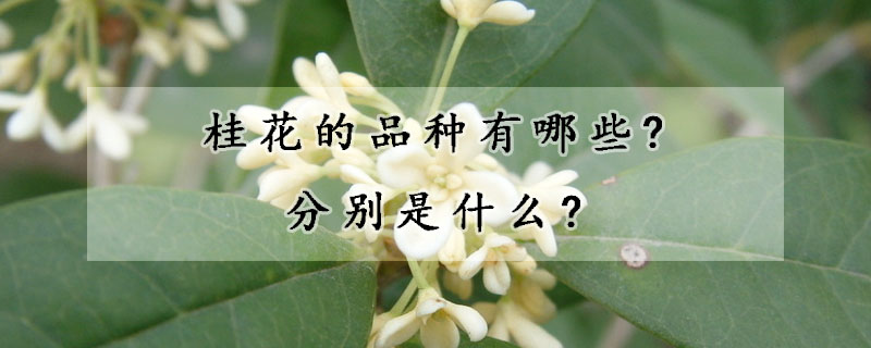 桂花的品種有哪些?分別是什麼?