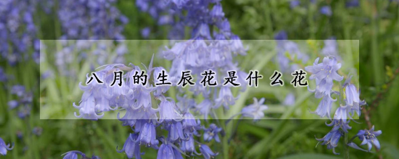 八月的生辰花是什麼花