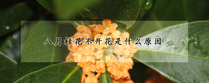 八月桂花不開花是什麼原因