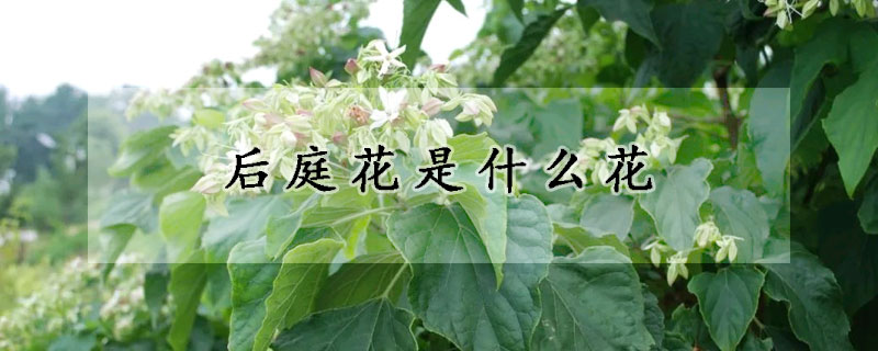 後庭花是什麼花