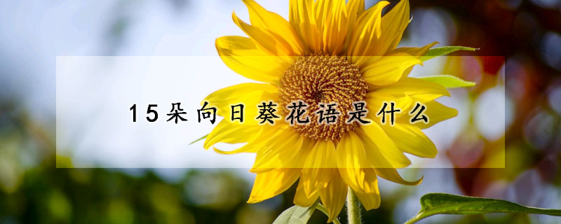 15朵向日葵花語是什麼