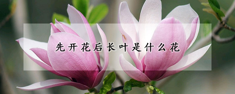 先開花後長葉是什麼花