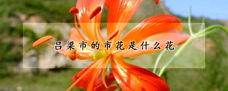 呂梁市的市花是什麼花