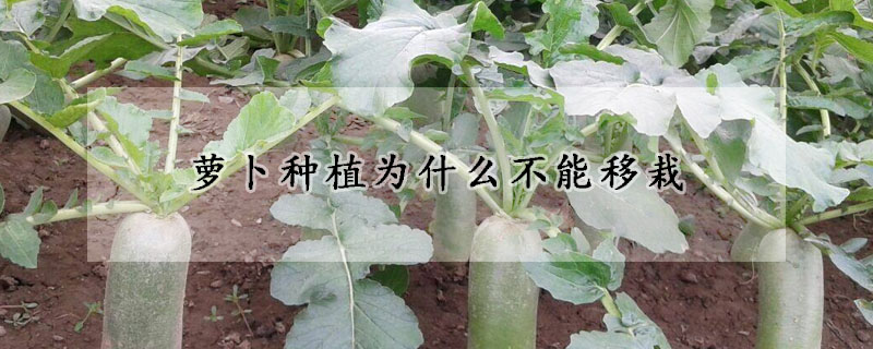 蘿卜種植為什麼不能移栽