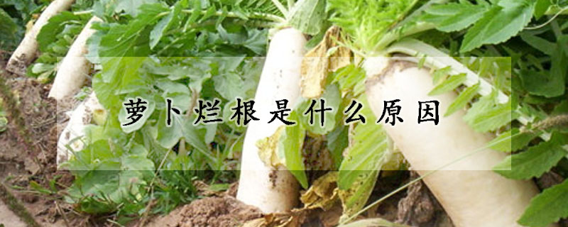 蘿卜爛根是什麼原因