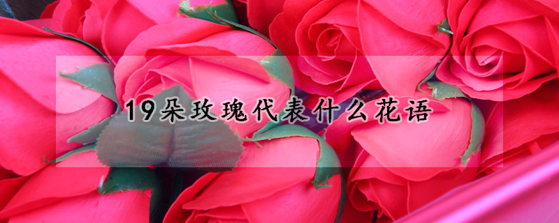 19朵玫瑰代表什麼花語