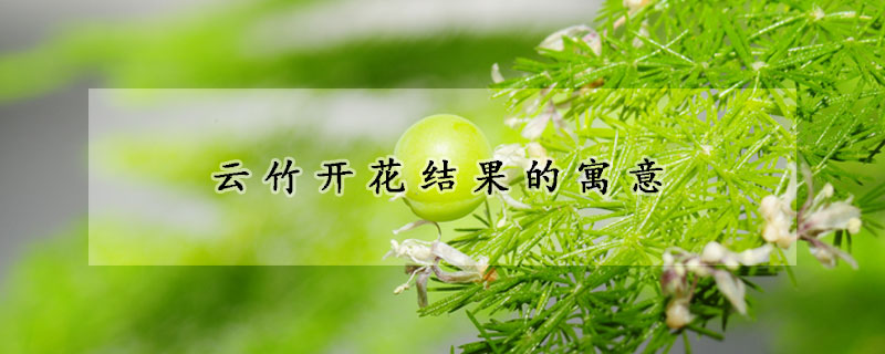 雲竹開花結果的寓意