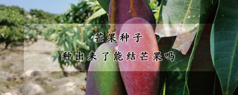 芒果種子種出來了能結芒果嗎