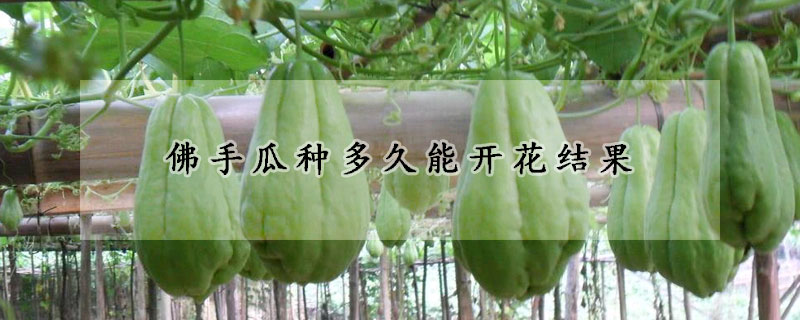 佛手瓜種多久能開花結果