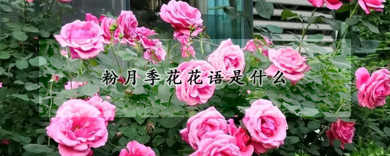 粉月季花花語是什麼