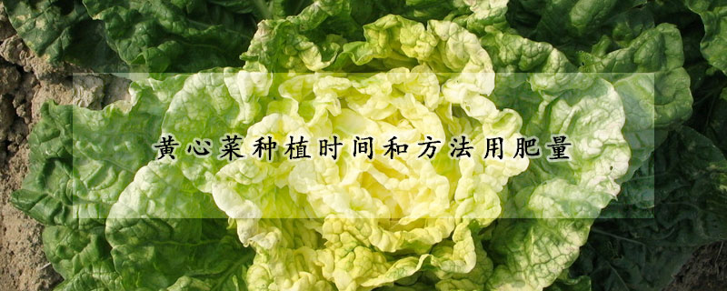 黃心菜種植時間和方法用肥量