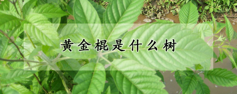 黃金棍是什麼樹