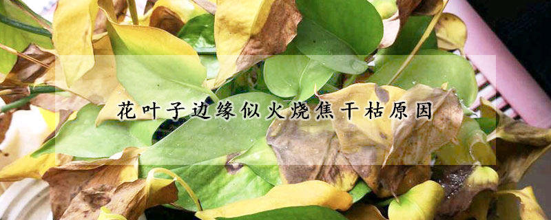 花葉子邊緣似火燒焦幹枯原因