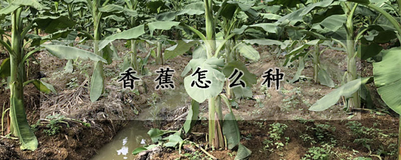 香蕉怎麼種