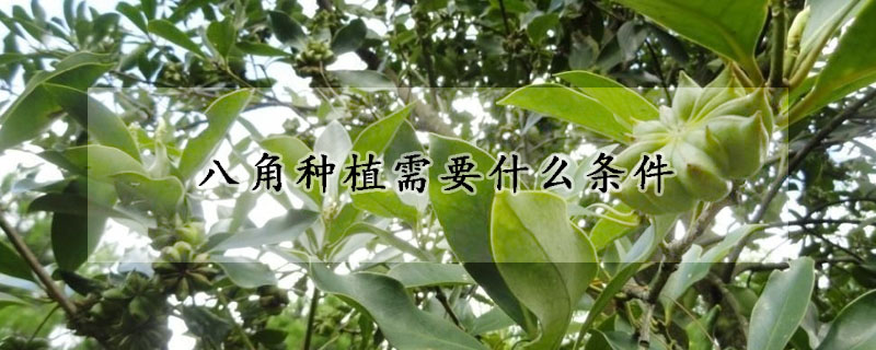 八角種植需要什麼條件