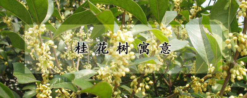 桂花樹寓意